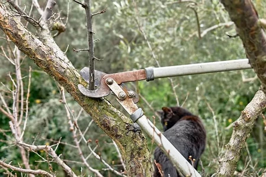 Loppers pruning a bare branch on a tree during dormant season
