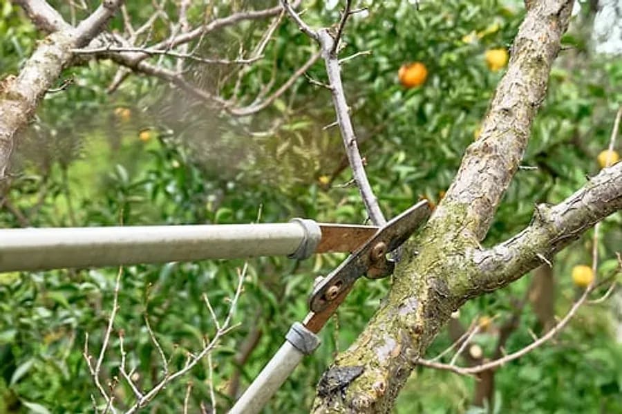 Loppers making a clean pruning cut on a citrus tree branch in Arizona